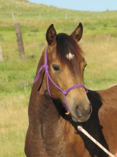 Pictured as a yearling
